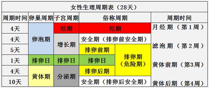 一个月排几个卵，女性生理周期中的奥秘