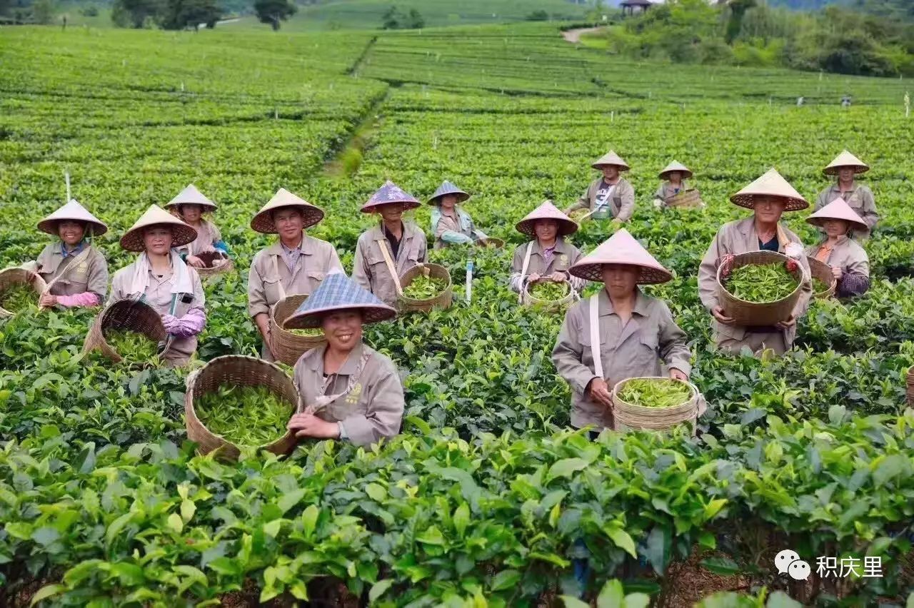 广东凤香茶叶有限公司，传承与创新中的茶文化典范