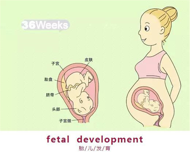 婴儿九个月不会爬，探索原因与应对策略